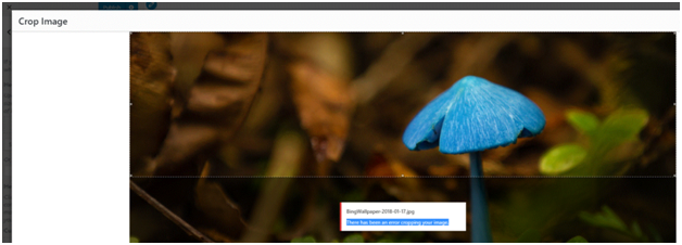 How to Fix "Error Cropping Your Image" in WordPress Easily